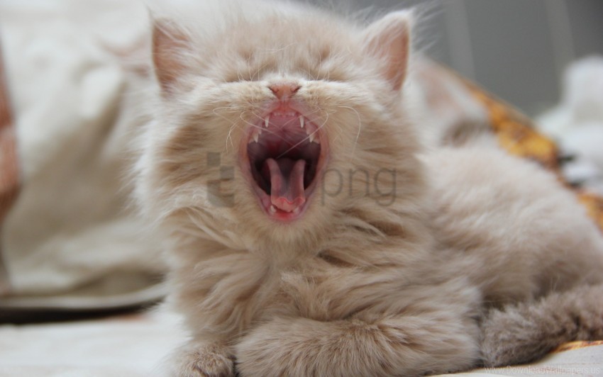 Kitten Muzzle Yawn Wallpaper PNG Transparent Background