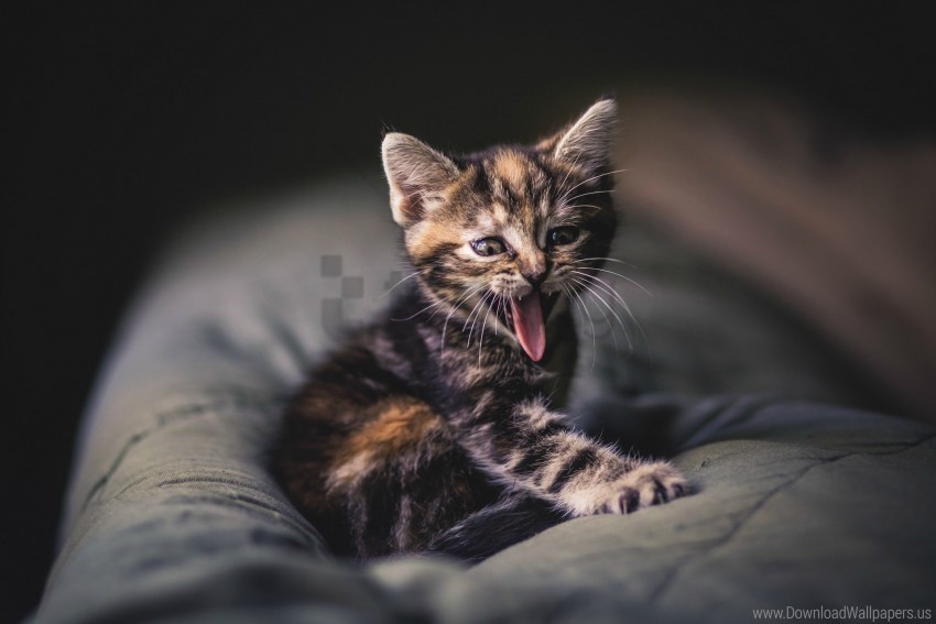 Kitten Photoshoot Pillow Protruding Tongue Wallpaper PNG Transparent Background