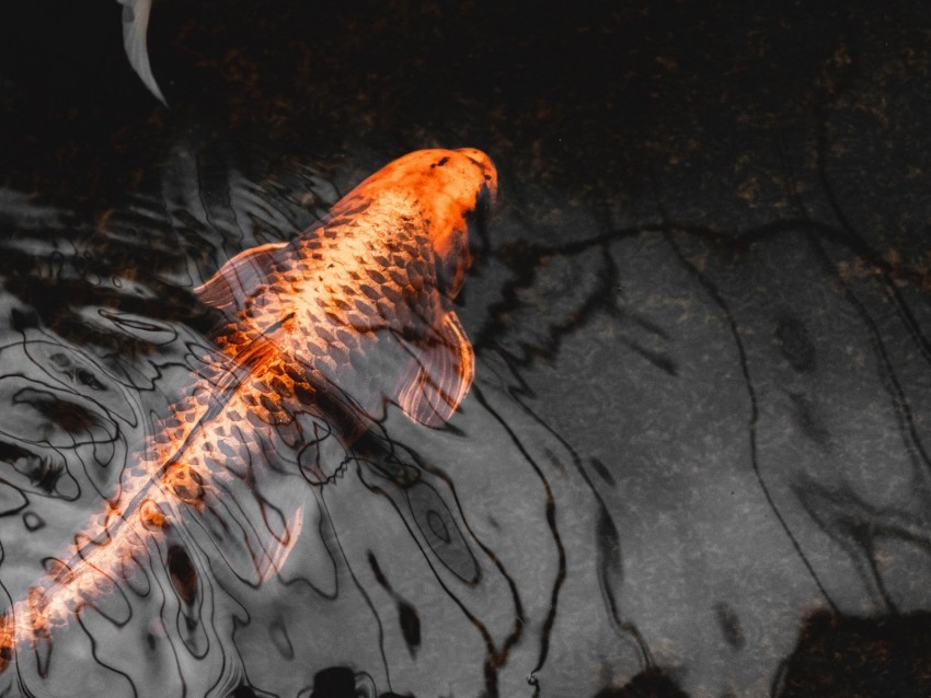 Koi Carp Fish Water Closeup Background