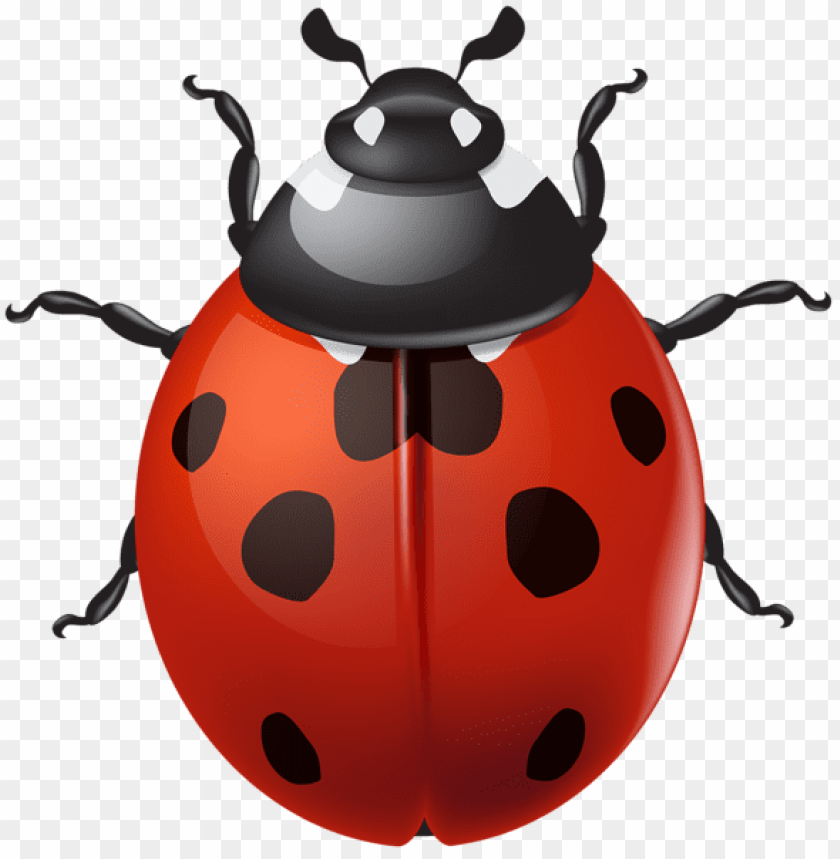 spring png, ladybug png