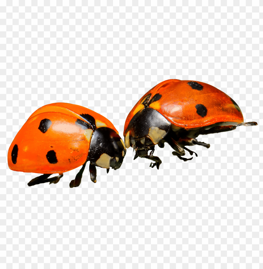 
insect
, 
beetle
, 
bug
, 
pest
, 
bite
, 
ladybug
, 
ladybird
