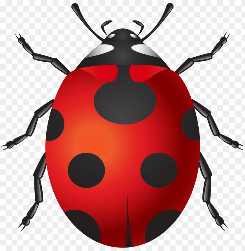 ladybug