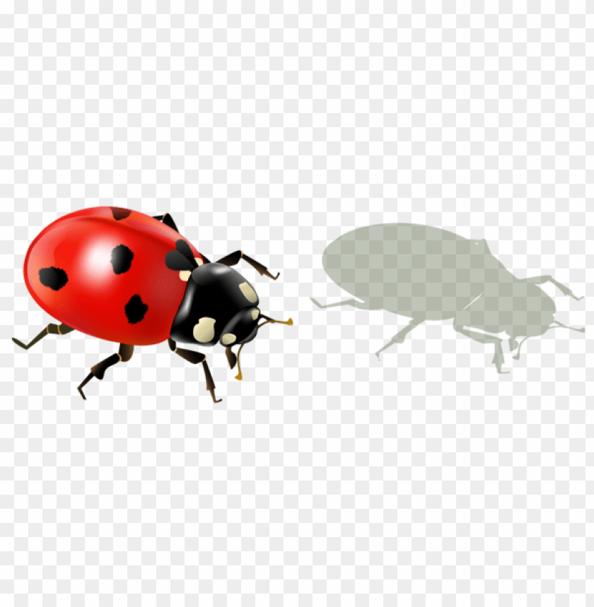 spring png, ladybug png