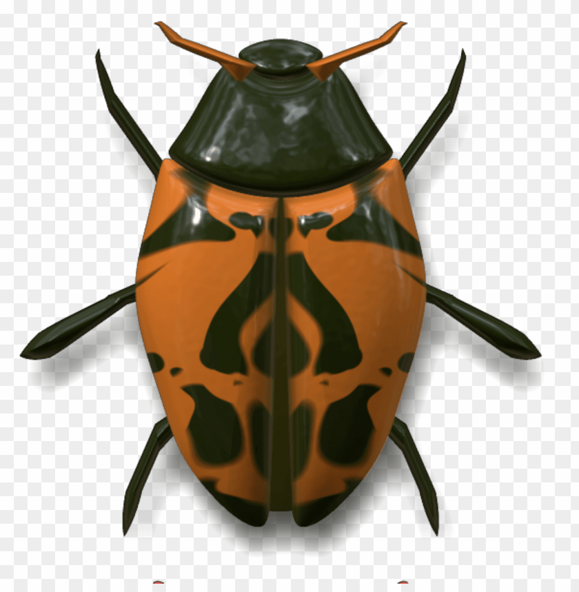 animals, insects, ladybugs, ladybug dark green and orange, 