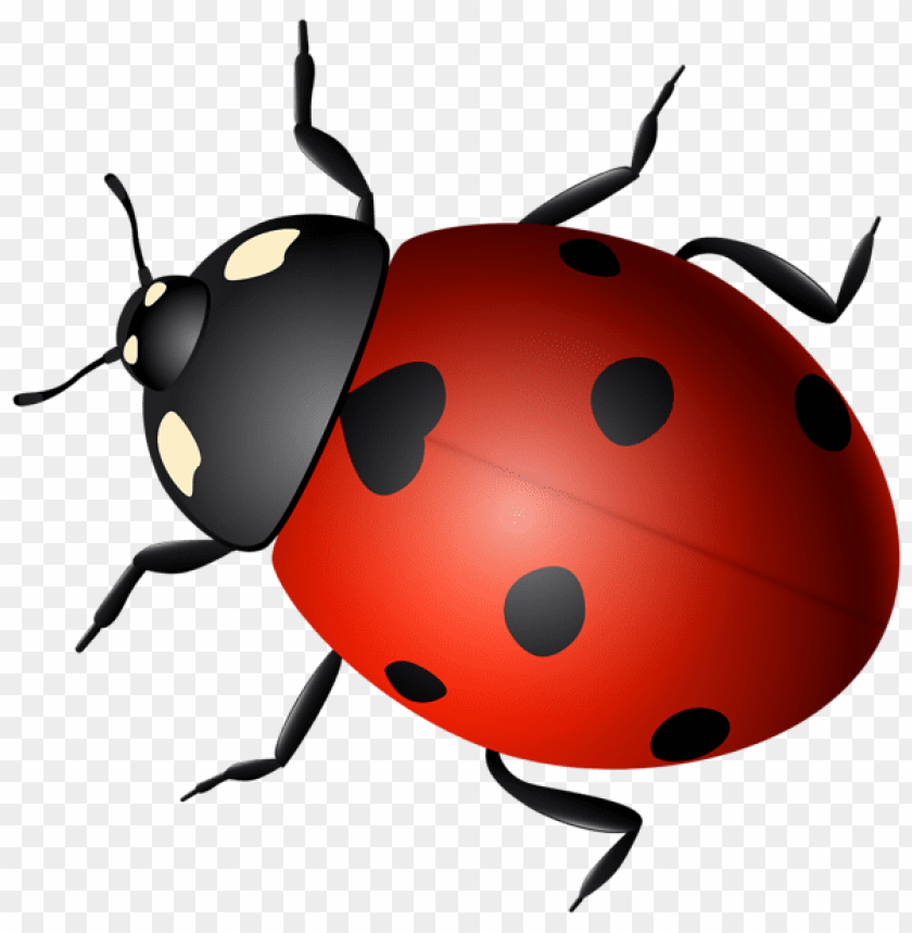 spring png, ladybug png