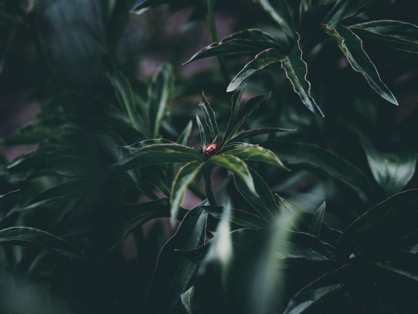 ladybug, insect, leaves, plant