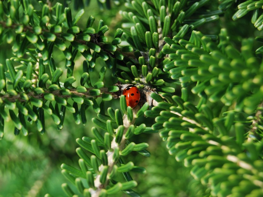 Ladybug Insect Macro Branches Background