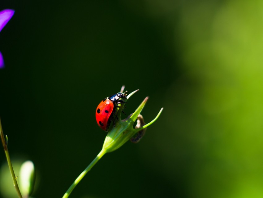 Ladybug Insect Red Macro Closeup Background