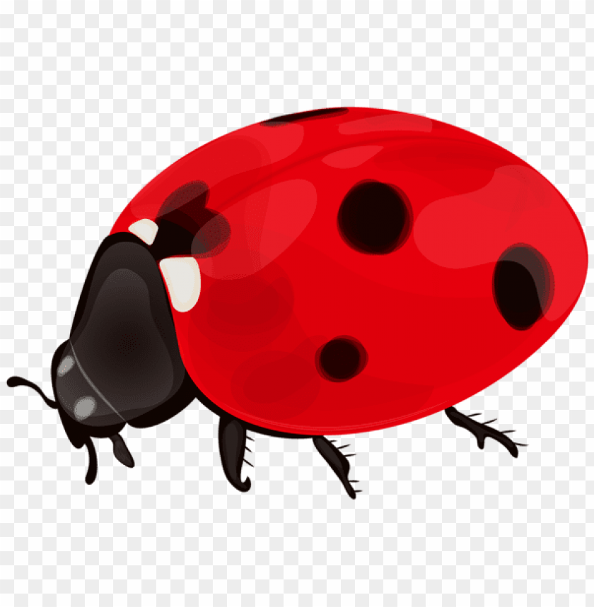 spring png, ladybug png