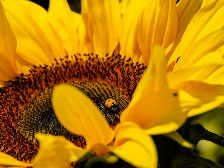 Ladybug Sunflower Flower Insect Macro Background