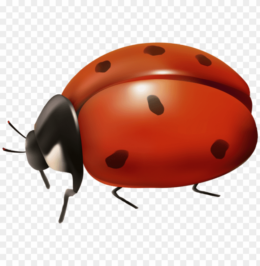 spring png, ladybug png