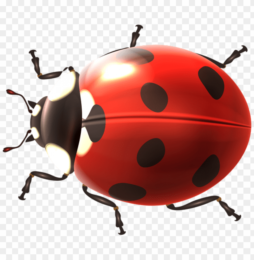 spring png, ladybug png