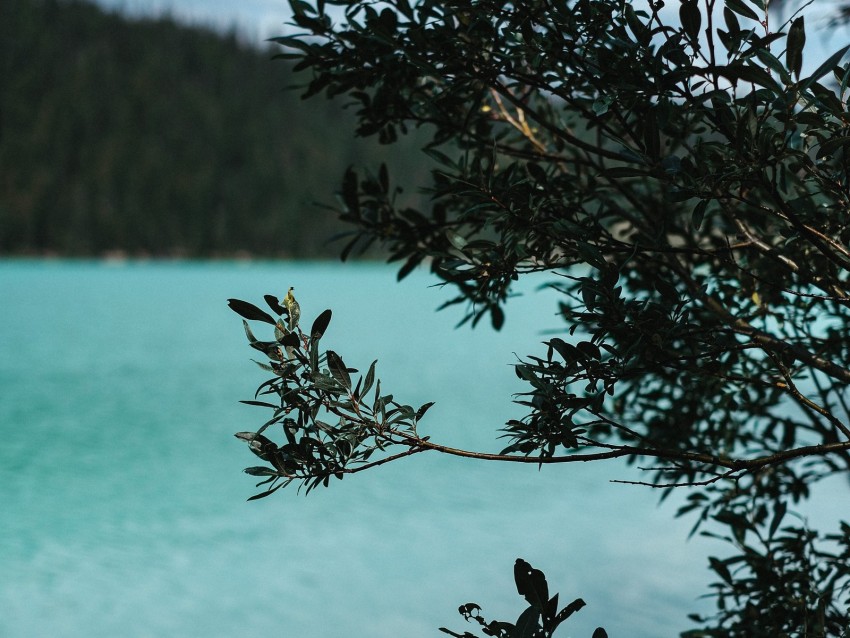 Lake Bush Branches Nature Background