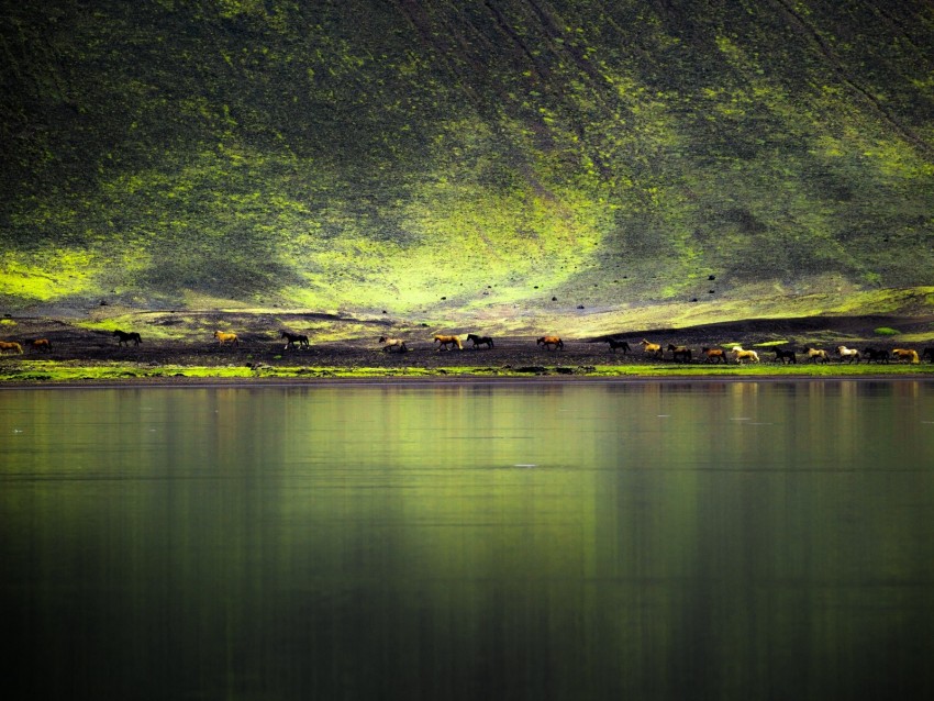 lake, coast, hill, horses, nature