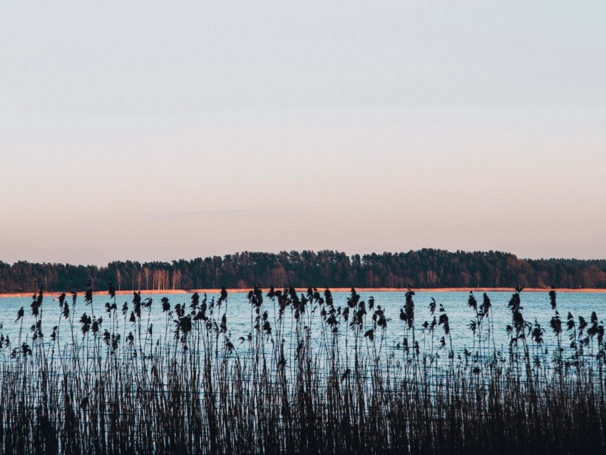 Lake Coast Reed Trees Horizon Background