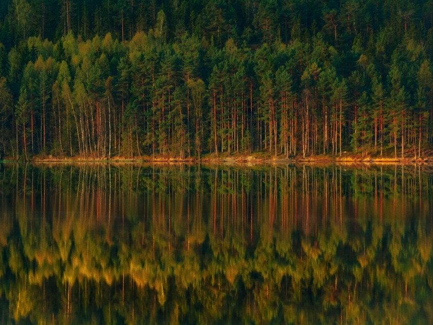 Lake Forest Reflection Trees Shore Landscape Background