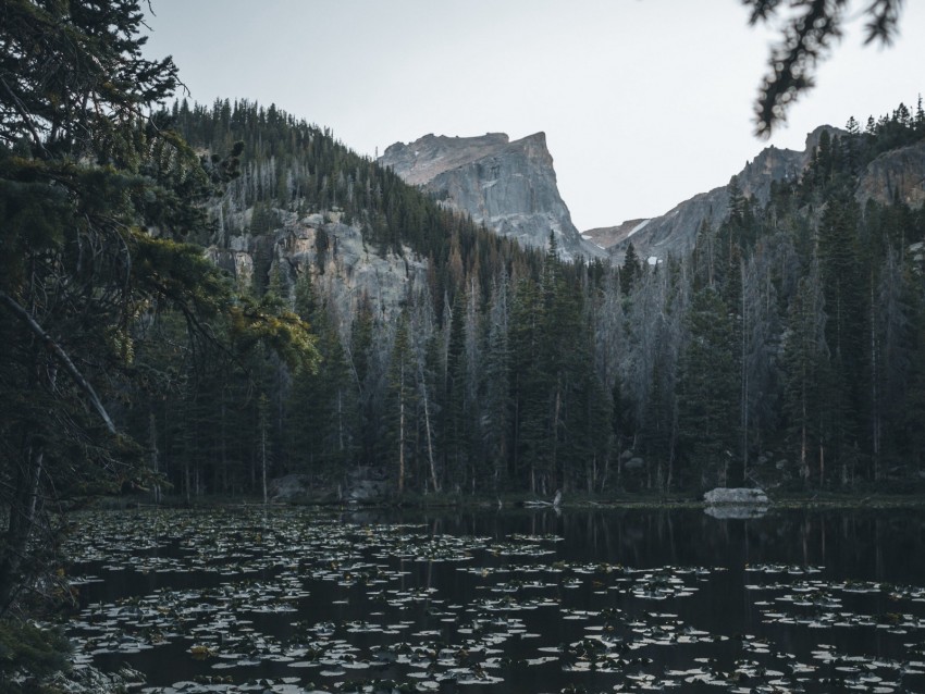 lake, mountains, trees, water, water lilies