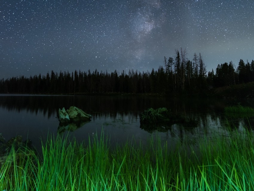 lake, night, starry sky, grass, trees