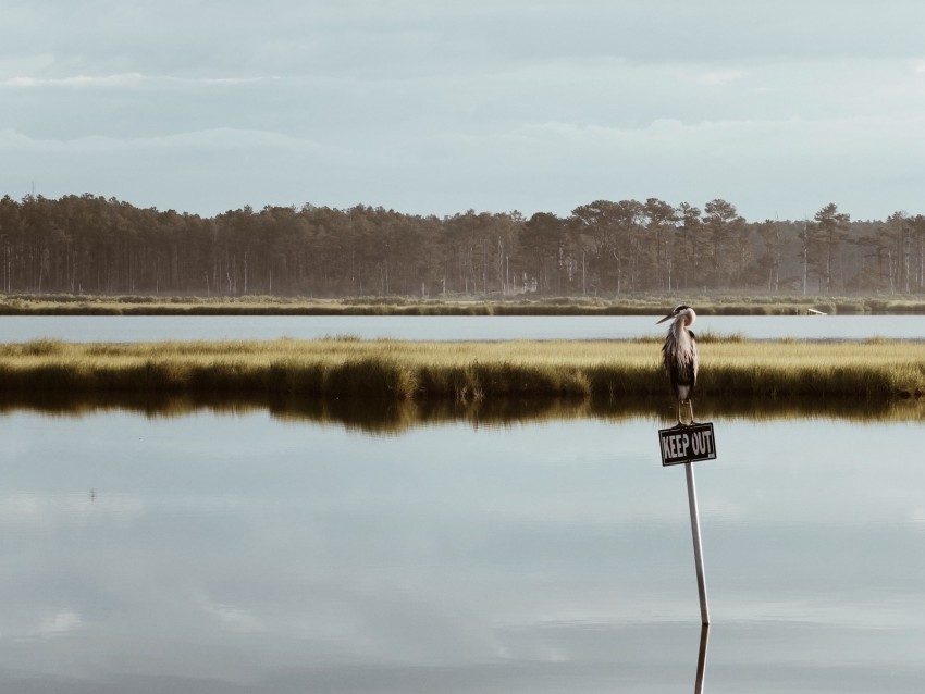 lake, sign, bird, nature, landscape