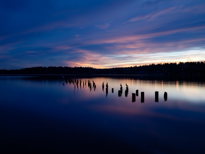 lake, sunset, silhouettes, birds, horizon, trees