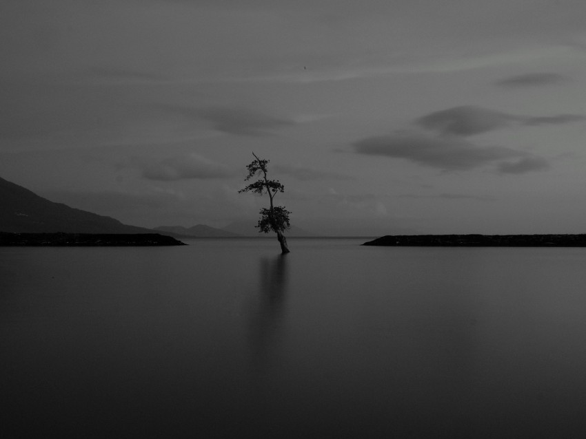 Lake Tree Lonely Dark Gloomy Bw Background