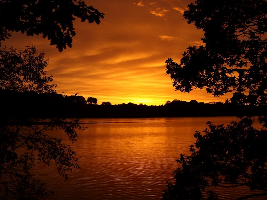 lake, tree, sunset, branches, horizon, sky, landscape