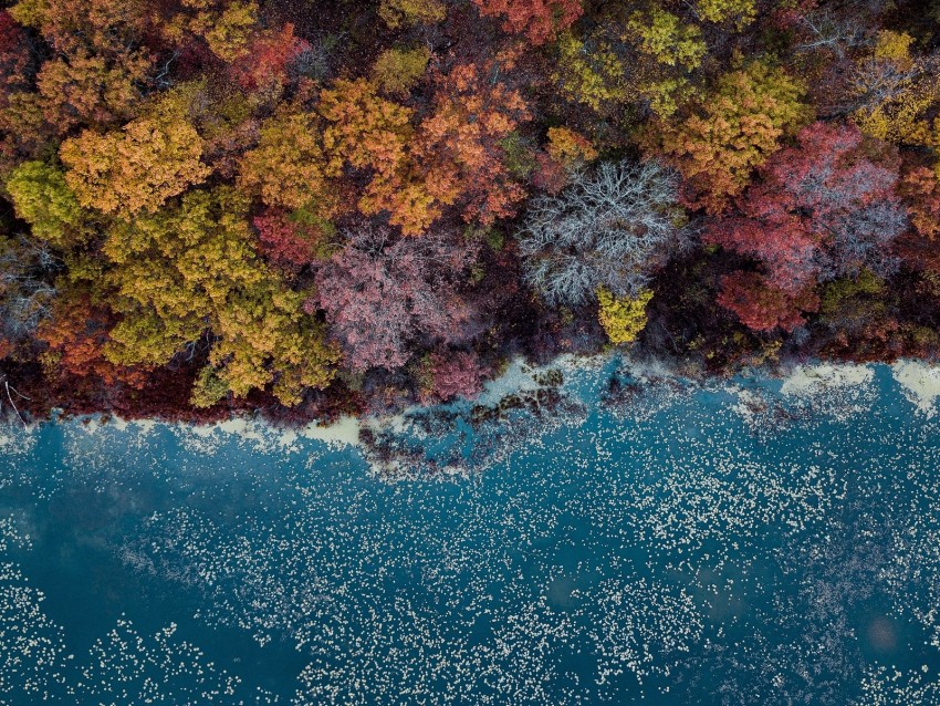 Lake Trees Aerial View Autumn Autumn Colors Background