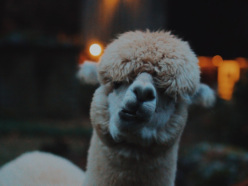 lama, llama, funny, camel, emotions