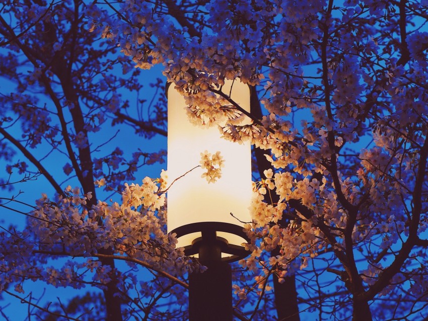 Lamp Sakura Flowers Branches Light Background