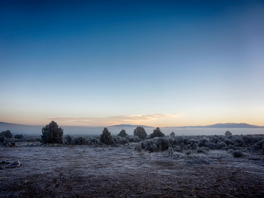 landscape, frost, fog, trees, bushes