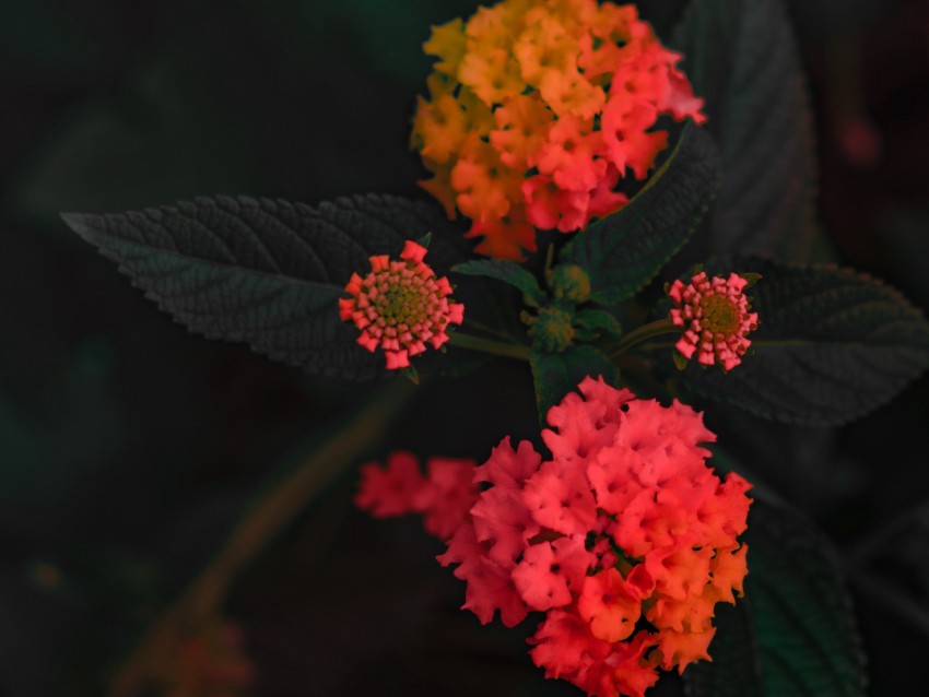 lantana camara, flower, orange, umbelanterna, bush, bloom