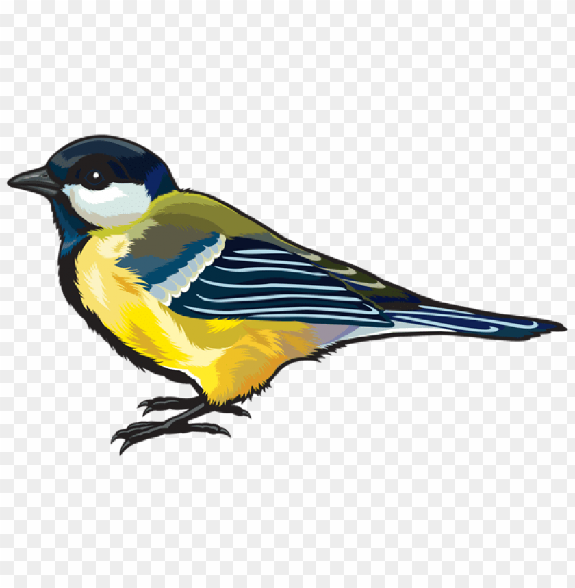 birds png ,bird