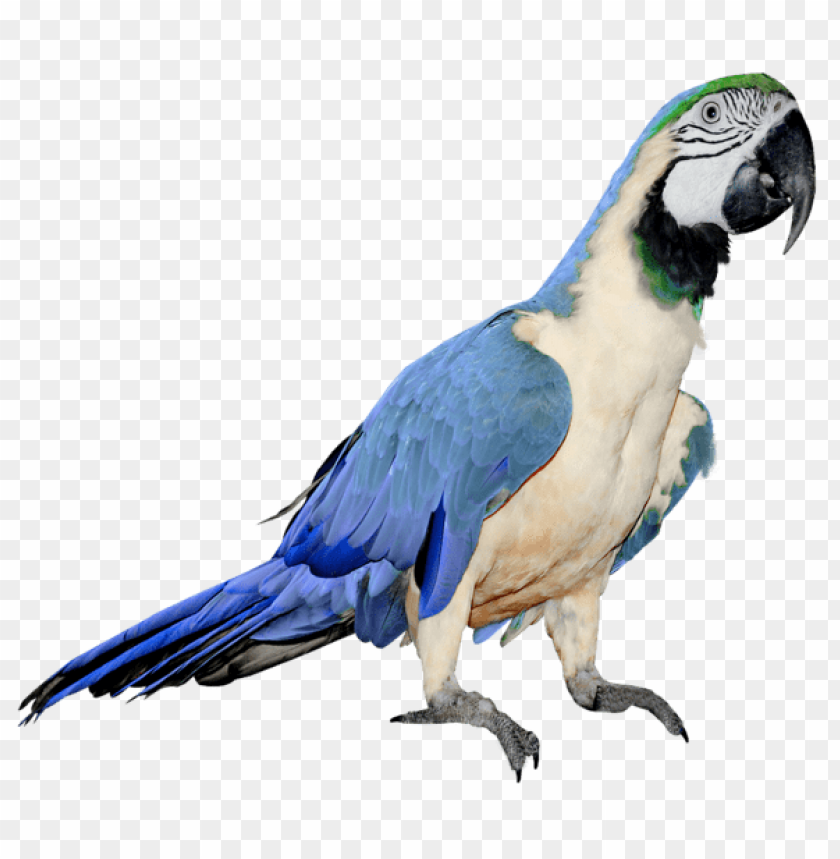 birds png ,bird