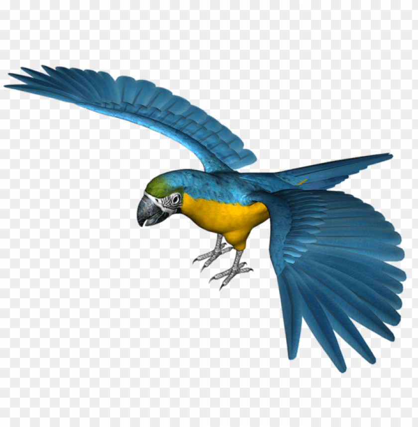 birds png ,bird