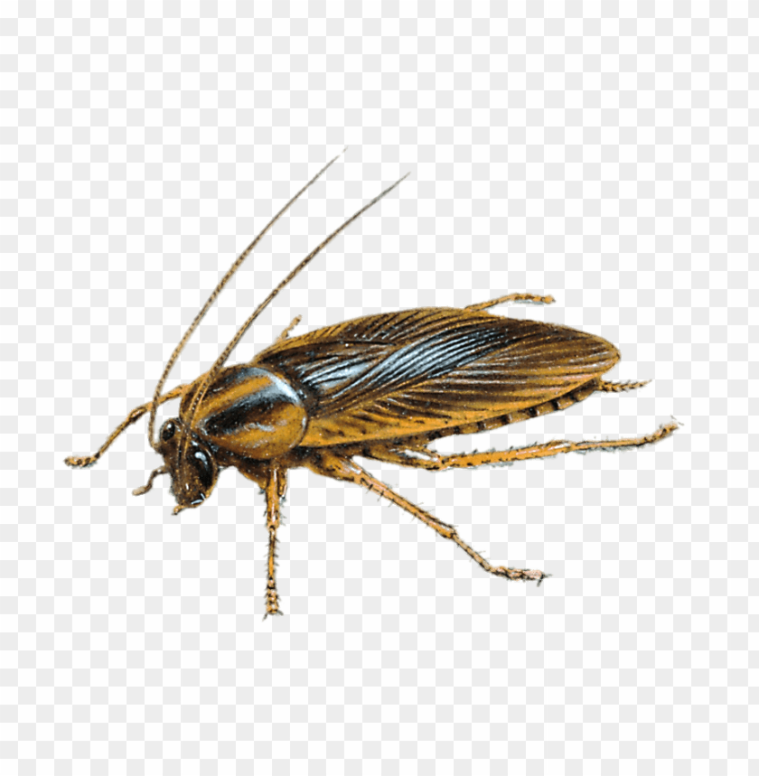 Large Cockroach Drawing PNG Transparent Background