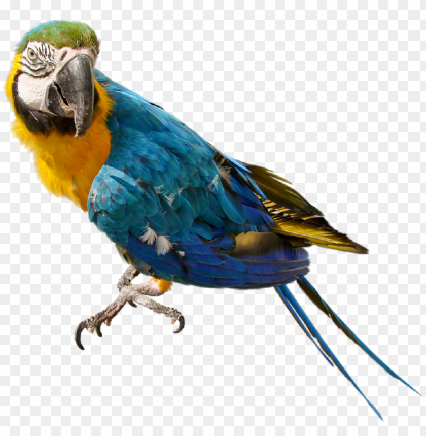 birds png ,bird