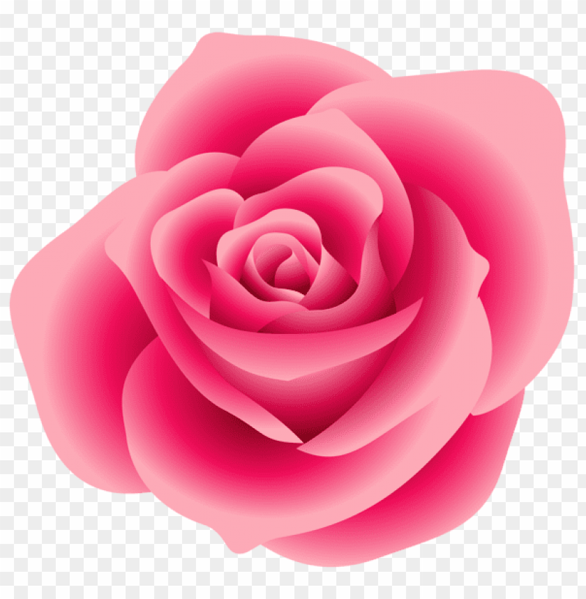 large pink rose