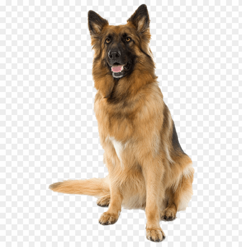 
dog
, 
huge
, 
adult dog
, 
brown
, 
sitting
