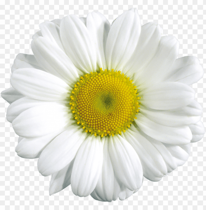 large transparent daisy