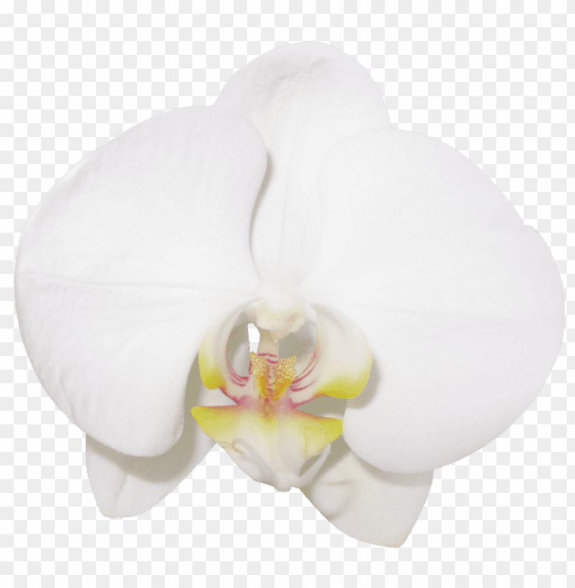 large transparent vanilla orchid