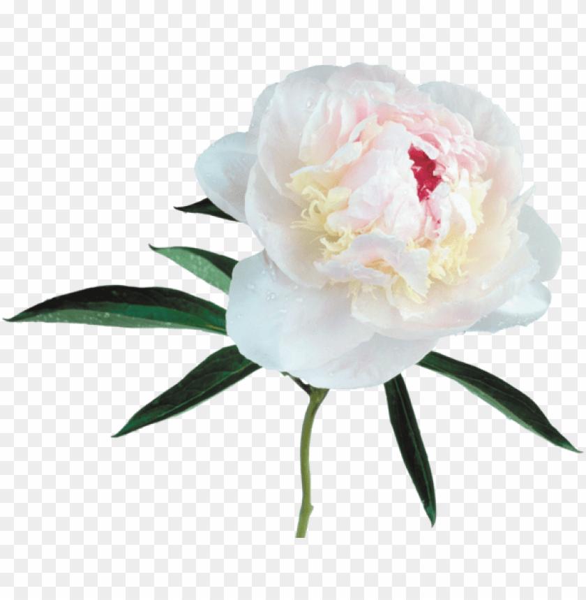 large transparent white peony