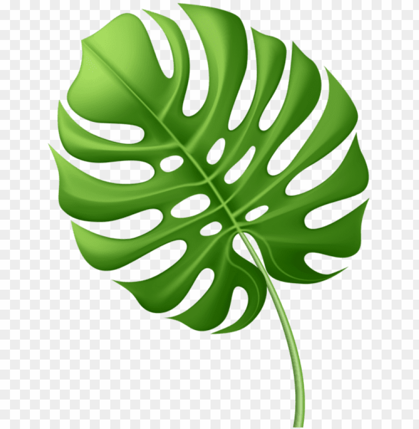 large tropical leaf