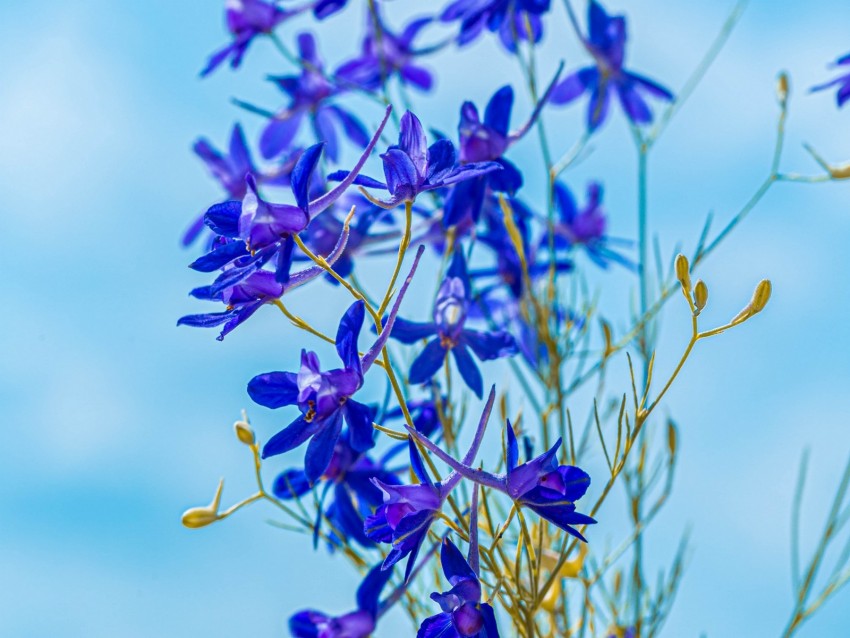 larkspur field, flowers, plant, flowering, wild