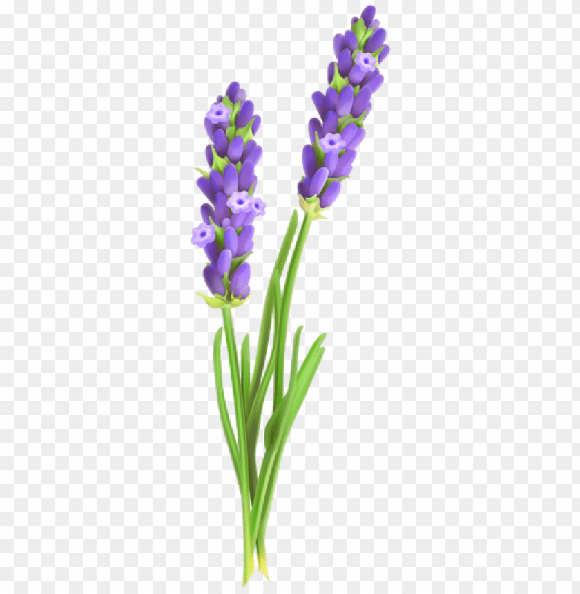 lavander