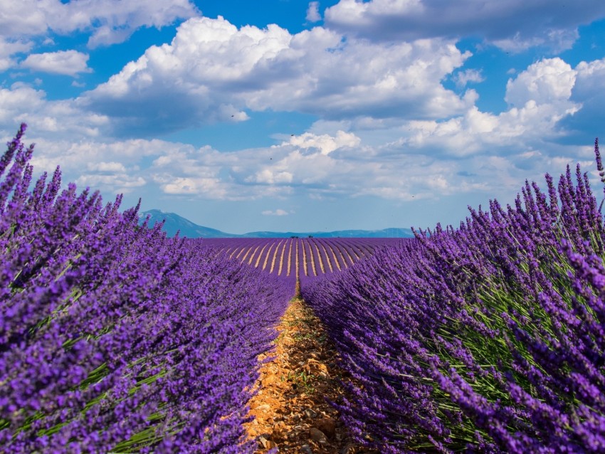 Lavender Field Sky Bloom Background