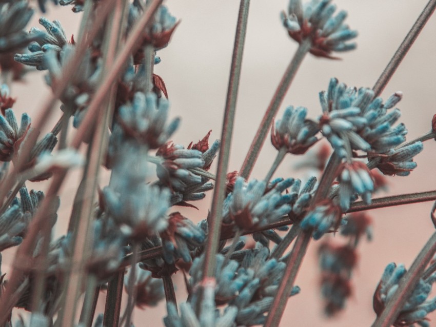 Lavender Flowers Branches Blur Background