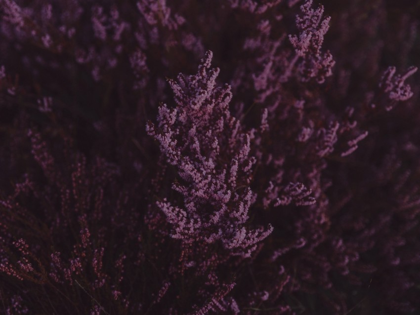 Lavender Flowers Purple Bloom Closeup Background