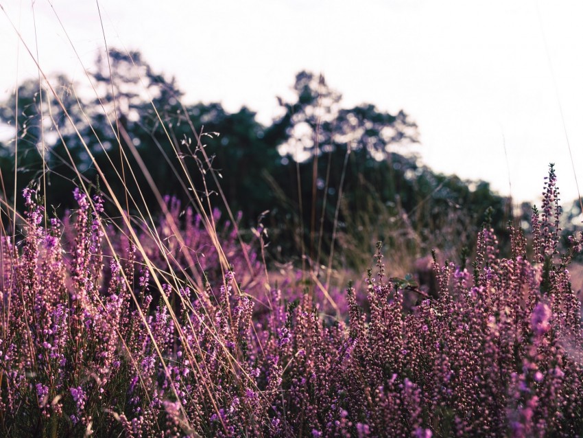 Lavender Flowers Purple Field Bloom Background