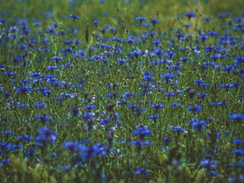 Lavender Wildflowers Flowers Glade Flowering Grass Background