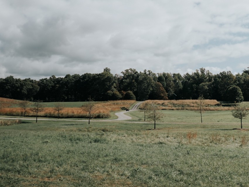 lawn, trees, road, landscape, nature